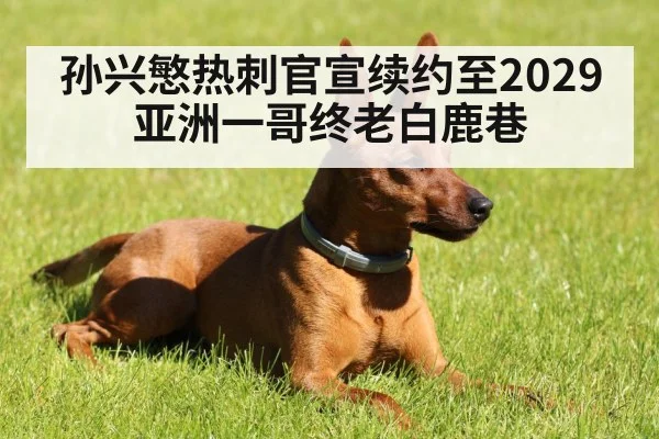 孙兴慜热刺官宣续约至2029 亚洲一哥终老白鹿巷
